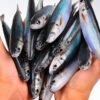 Eco-friendly biomimetic large sea fishing bait