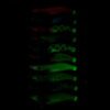9g Luminous Shrimp Bait for Night Squid Fishing